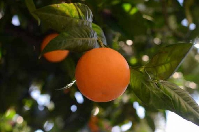Deliciously looking Sicilian orange