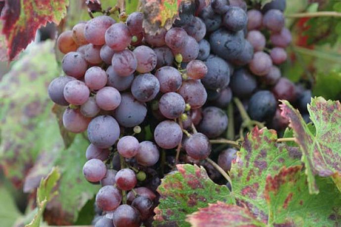Red grapes hanging from tree